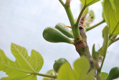 Ficus carica 'Brown Turkey' - fíkovník smokvoň - plody